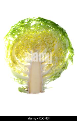 Savoy repollo (Brassica oleracea convar. Capitata var sabauda), sección transversal Foto de stock
