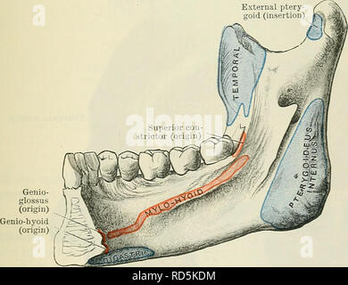 Músculo de la mandíbula fotografías e imágenes de alta resolución - Alamy