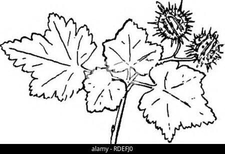 . La historia natural de la granja; una guía para el estudio práctico de las fuentes de nuestra vida en la naturaleza salvaje. Historia natural. 18 Historia de granja pequeña y cutre, tipo, que han sido lo suficientemente resistente para sostener sus propios, a pesar de siega y pastoreo y compensación. Se compara desfavorablemente con las cultivadas y seleccionadas prod uctos- de la granja de frutas. Sin embargo, muchos de ellos fue una vez oiir antepasados para alimentos. Colectivamente, eran la única oferta de fruta de los habitantes aborígenes de nuestro país. Los indios comían crudos, compota de ellos, mermeladas, jaleas e incluso. Ellos secaban las fresas silvestres, blueberri