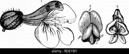 . Manual de polinización de flores : según Hermann Mu?ller la obra 'La fertilización de las flores por los insectos" . La fertilización de las plantas. Se posó-LUGARES EN FLORES 99 Sprengel describen formas tales como 'false el néctar de las flores." Las observaciones de Charles Darwin y Herm. Miiller han demostrado que los visitantes la cavidad en el tejido celular jugoso de nuestra especie de orquídea y, por lo tanto, obtener alimento. Miiller también ha mostrado que muy probablemente algunos visitantes de Centaurium Erythraea Cytisus Laburnum y cavidad para sap que está encerrada en las flores, y no es improbable que los más diligentes b
