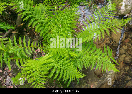 Verdes helechos crecen en las orillas de un arroyo, Big Basin Redwoods State Park, California Foto de stock