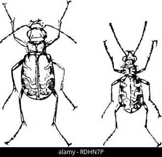 . Ilustra un catálogo descriptivo de los coleópteros o escarabajos (exclusivo de la Rhynchophora) sabe que ocurren en Indiana : con la bibliografía y descripciones de nuevas especies . Los escarabajos. . Por favor tenga en cuenta que estas imágenes son extraídas de la página escaneada imágenes que podrían haber sido mejoradas digitalmente para mejorar la legibilidad, la coloración y el aspecto de estas ilustraciones pueden no parecerse perfectamente a la obra original. Blatchley, W. S. (Willis Stanley), 1859-1940. Indianapolis : Naturaleza Pub. Co.