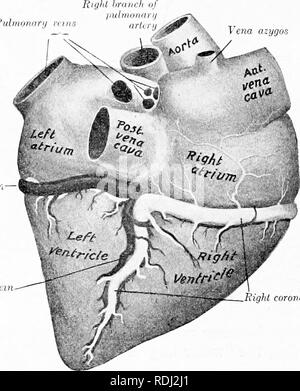 . La anatomía de los animales domésticos . Anatomía Veterinaria. 620  Sistema vascular arterial del caballo como es de esperarse, los caballos de  carrera tienen corazones que son más grandes que el promedio, tanto  absolutamente y relativamente