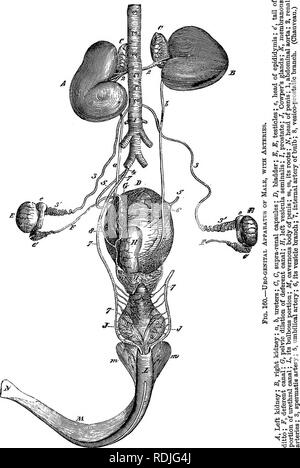 . Un libro de texto de Zoología Agrícola. Zoología, económicos. 308 Anatomía interna del caballo. Por favor tenga en cuenta que estas imágenes son extraídas de la página escaneada imágenes que podrían haber sido mejoradas digitalmente para mejorar la legibilidad, la coloración y el aspecto de estas ilustraciones pueden no parecerse perfectamente a la obra original. Theobald, Federico Vicente, 1868-1930. Londres y Edimburgo, W. Blackwood and sons