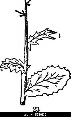 . Los elementos de botánica abrazando organography, histología, fisiología vegetal, botánica sistemática y la botánica económica ... junto con un completo glosario de términos botánicos. La botánica. . Por favor tenga en cuenta que estas imágenes son extraídas de la página escaneada imágenes que podrían haber sido mejoradas digitalmente para mejorar la legibilidad, la coloración y el aspecto de estas ilustraciones pueden no parecerse perfectamente a la obra original. Kellerman, William Ashbrook, 1850-1908. Philadelphia, J. E. Potter y compañía