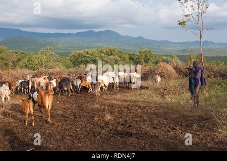 Surma herder con ganado cerca de Tulgit, Valle del río Omo, Etiopía, África
