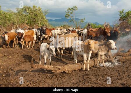 Surma herder con ganado cerca de Tulgit, Valle del río Omo, Etiopía, África