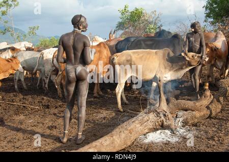 Surma herder con ganado cerca de Tulgit, Valle del río Omo, Etiopía, África