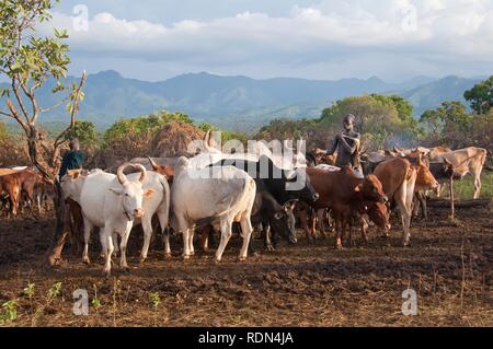 Surma herder con ganado cerca de Tulgit, Valle del río Omo, Etiopía, África
