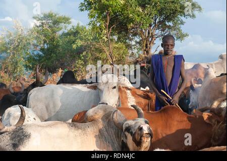 Surma herder con ganado cerca de Tulgit, Valle del río Omo, Etiopía, África