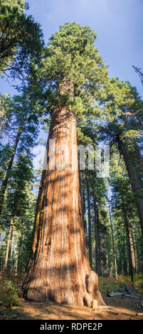 Vista panorámica de un viejo árbol sequoia, Calaveras Big Trees State Park, California