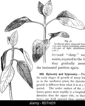 La botánica elemental . Fig. 76. Planta de girasol extraído de la  oscuridad, deja que se extiende bajo la influencia de luz (diaheliotro-  pism.) inducida 