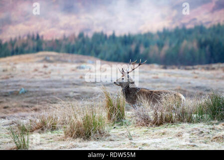 Red Deer, Cervus elaphus en Escocia
