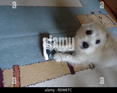 West Highland White Terrier jugando con un zapato Foto de stock