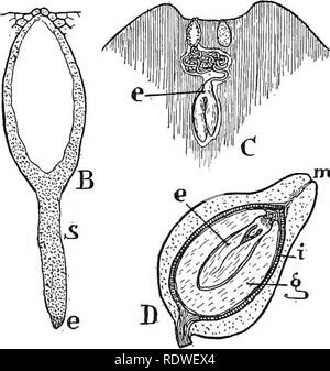 Naturaleza Y Desarrollo De Las Plantas Fig 248 Desarrollo Del Esporofito O Embrion De Cycas A Sec Cion Del Arconio Mostrando Un Gran Numero De Celulas Que Recubren Las Paredes Del Gametospore