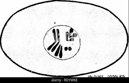 File:MI03147 Forma elétrica para bolo.jpg - Wikimedia Commons