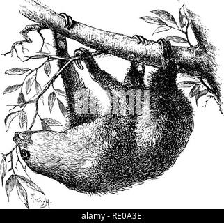 . Una introducción al estudio de los mamíferos vivos y extintos. Mamíferos. i8o EDENTATA arbóreo en hábitos, alimentadores de vegetales, y se limita geográficamente a las regiones forestales de América del Sur y América Central. Los perezosos, como los animales de esta familia son llamados a cuenta de la habitual lentitud de sus movimientos, son la forma más estricta de todos los mamíferos arborícolas, que viven enteramente entre las ramas de los árboles, generalmente luider colgantes, de espaldas hacia abajo (Fig. 58), y aferrándose a ellos con el simple gancho-como órganos a los que las terminaciones de todos sus Hmbs son reducidos. "Cuando ellos Foto de stock
