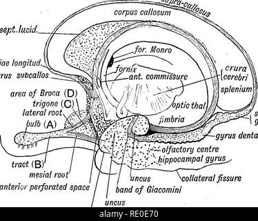 h2mKmN4DRngAC9AfyT09 632.541.383-09 (1) - Anatomia I