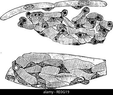 Fisiología general; un esbozo de la ciencia de la vida . Fig.  135.-Histolysis de fibras musculares en la cola de la larva de la^rana.  (Después Looss.) El isotrópico y el anisotrópico sustancias