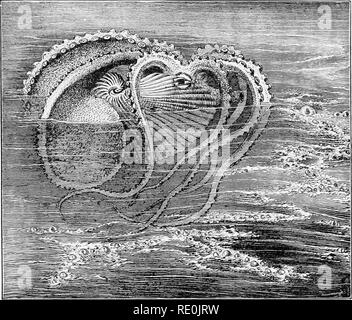 . El mundo de la vida animal. La zoología. 395 Peces de sepia o jibia de sepia o jibia-peces es septadas. En una de las especies (Spirula) el shell interior es un tubo en espiral de muchas cámaras. La familia del Nautilus (el Nautilidse) es el único grupo del Cephalopoda que vive en las cáscaras. Estos también son septadas. Nautilus y exquisitamente construido, el animal que ocupan la boca de la concha, que puede ser descrito como la cámara abierta, y que el último de los cuales se formó. Considerablemente más de 400 especies de vida Cephalopoda son conocidos. Peces de sepia o jibia (Familia OCTOPODID^) puede ser suficiente para nosotros aquí para saber que el