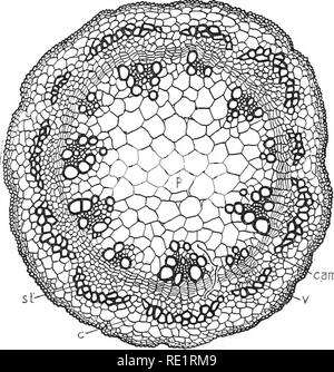 https://l450v.alamy.com/450ves/re1rm9/la-naturaleza-y-el-desarrollo-de-las-plantas-la-botanica-fig-53-seccion-transversal-de-un-tronco-de-ricino-mostrando-la-formacion-del-cambium-entre-dos-haces-vasculares-x-xilema-floema-ph-c-cam-bium-del-paquete-las-lineas-tenues-ic-son-las-primeras-divisiones-de-las-celulas-de-parenquima-entre-los-bundles-que-resultan-en-la-formacion-del-cambium-cilindro-del-cilindro-del-cambium-este-crecimiento-se-traduce-en-la-formacion-de-una-capa-de-xilema-en-el-interior-del-cilindro-de-cambium-y-una-capa-de-floema-en-el-exterior-y-por-tanto-trae-la-leva-principal-fig-54-seccion-transversal-de-un-tronco-de-ricino-en-re1rm9.jpg