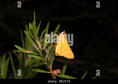 Skipper butterfly (Hesperiidae) encaramado en el follaje de noche, Far North Queensland, Queensland, Australia, FNQ Foto de stock