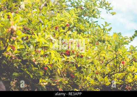 Fresco en el árbol de cerezas acerola (Malpighia emarginata) - azerola materias Foto de stock