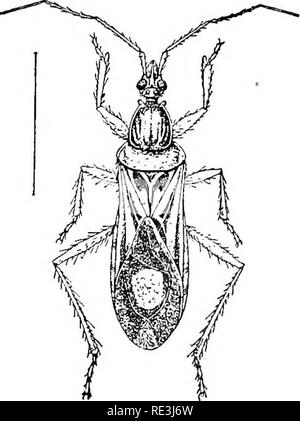 Manual De Entomología Médica. Las Pestes Del Insecto; Insectos.