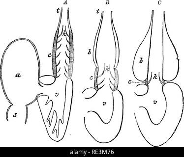 File:MI03147 Forma elétrica para bolo.jpg - Wikimedia Commons