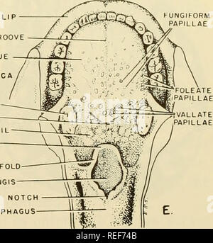 embriología del foramen ciego