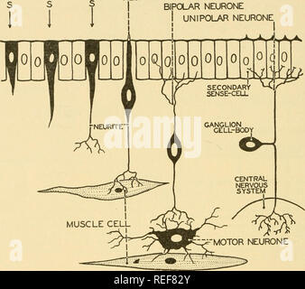 diagrama de neurona unipolar