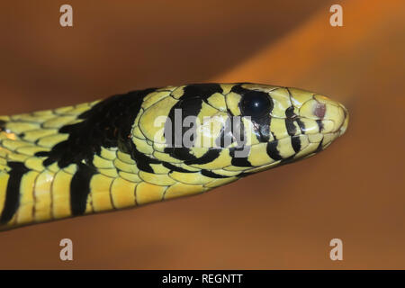 Oriol Spilotes pullatus (serpiente), comúnmente conocida como la serpiente caninana, pollo, rata amarilla serpiente o serpiente tigre Foto de stock