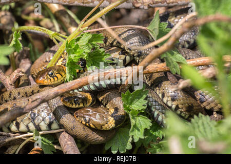 Países Bajos, Rhenen, varios hombres hierba serpientes (Natrix natrix ) tratando de aparearse con la hembra. Foto de stock