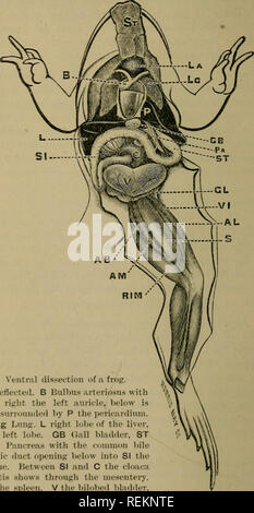 portaobjetos de histología de la aorta