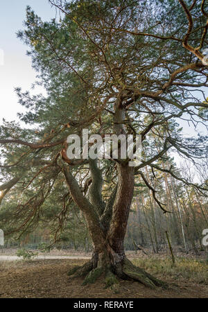 Storkow, Alemania. El 22 de enero, 2019. Los árboles de pino se encuentra  en el borde