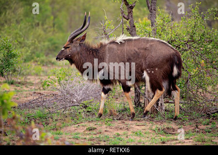 Nyala, macho adulto, Sabi Sand Game Reserve, el Parque Nacional Kruger, Sudáfrica, África (Tragelaphus angasii) Foto de stock