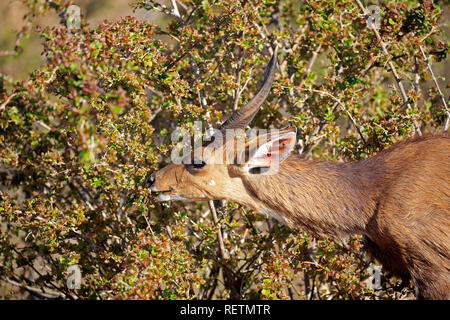 El Bushbuck, Imbabala, hombres adultos, el Parque Nacional Kruger, Sudáfrica, África (Tragelaphus sylvaticus)