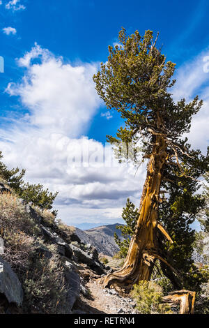Pino bristlecone (Pinus longaeva) en el sendero al pico del telescopio, Cordillera Panamint, Parque Nacional Valle de la Muerte, California