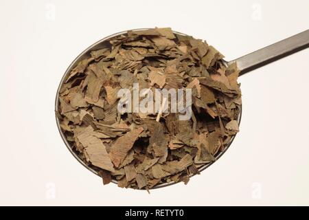 Gingko (Ginkgo biloba), hojas secas Foto de stock