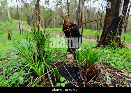 Árboles de especies Xanthorrhoea reshooting de hierba en Mia Mia State Forest después de la de noviembre de 2018 los incendios