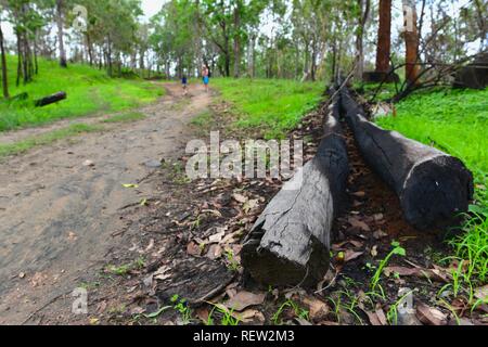 Daño de fuego y rebrote de Mia Mia State Forest después de la de noviembre de 2018, incendios, Queensland, Australia