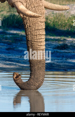 Un elefante Loxodonta africana con el tronco apoyado sobre la superficie del agua mientras olfatear el aire. Reserva Timbavati Sudáfrica Foto de stock