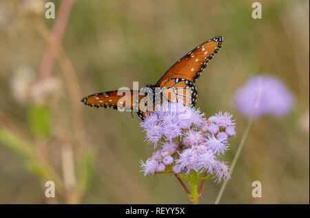 Reina, mariposas Danaus gilippus, alimentándose de flores en invierno, Texas Foto de stock