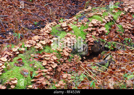 El hongo de miel o Armillaria ostoyae en otoño bosque Foto de stock