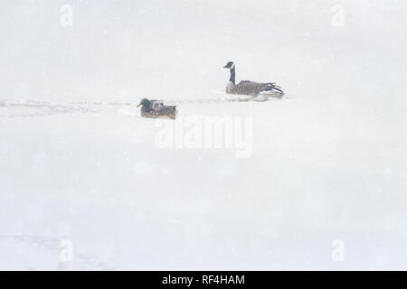 Un pato macho y hembra junto con un ganso canadiense nadar en una pequeña bolsa de agua sobre un lago congelado durante una nevada Foto de stock