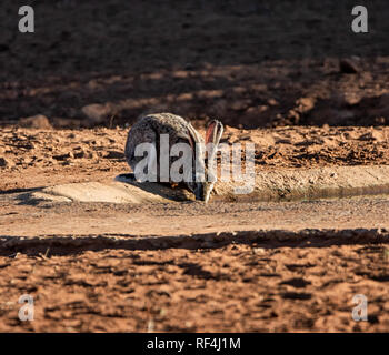 Una liebre de El Cabo en el abrevadero en la sabana del África Meridional Foto de stock