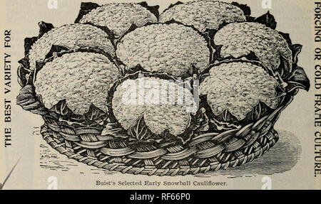 . Buist's garden guide y almanaque : 1902. Viveros Catálogos de Filadelfia Pensilvania; catálogos de semillas de hortalizas, flores de catálogos de semillas. 58 BUIST'S Garden Guide. La coliflor. El coliflor es considerado el más delicado de toda clase de vegetales, y es muy apreciada en todos los mercados del mundo; su cultivo no es generalmente entendido, incluso por parte de algunos de nuestros cultivadores más inteligente. Nuestros mercados de Filadelfia siempre han sido famosos por la pantalla de hermosas hortalizas cultivadas por nuestros jardineros; pero, extraño decir que raramente pueden producir una coliflor de primera clase de th
