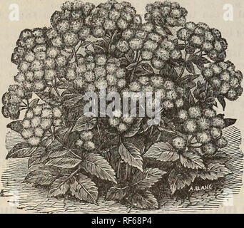 . Michell más altos de calidad, de semillas, bulbos, plantas &amp;c.. Viveros Catálogos de Filadelfia Pensilvania; catálogos de semillas de flores; catálogos de semillas de hortalizas, plantas ornamentales, Catálogos catálogos; implementos agrícolas. Instancia LFor, si desea 1 pit. De Alyssum Gema, orden 1 pit. Nº 23, etc ... ^ ,   ... , Como un error en el número resultaría en la obtención de semillas equivocadas. ^aasasasasasasasasagasasasasasasasasesagasasasasasasasasasaHBsasasasasasBSBsasasaseSBSBsasp'ipsp'yasesasasasasasasasasasagasasHsasasgsasasasas^ Abronia. Plantas trepadoras, produciendo racimos de fragantes, ve