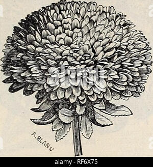 . Landreths' catálogo de semillas. Viveros Catálogos de Filadelfia Pensilvania; catálogos de semillas de hortalizas, plantas ornamentales, Catálogos Catálogos de semillas; flores; fruto de los catálogos. Asters.. Por favor tenga en cuenta que estas imágenes son extraídas de la página escaneada imágenes que podrían haber sido mejoradas digitalmente para mejorar la legibilidad, la coloración y el aspecto de estas ilustraciones pueden no parecerse perfectamente a la obra original. David Landreth &Amp; hijos; Henry G. Gilbert viveros y el comercio de semillas Catálogo Colección. Filadelfia, Pensilvania : [David Landreth &Amp; hijos]