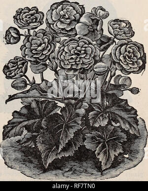 . La primavera de 1900. Viveros Catálogos Painesville Ohio; catálogos de semillas de hortalizas, flores de catálogos; lámparas (Plantas) Catálogos; Plantas ornamentales, plántulas de árboles frutales; catálogos catálogos; fruto de los catálogos. Un pimpollo de la conocida Begonia Vernon se&GT; popular de ropa de cama, habida cuenta de la profusión de Bloom, bello follaje, crecimiento y Hardy. Todas las buenas cualidades de Vernon se intensificaron en la vul- can, que podría ser llamado apropiadamente la nueva Scarlet Vernon Begonia. Cada planta está prácticamente cubierto con flores, que son de las más intensas de Fiery escarlata, incluso los estambres siendo